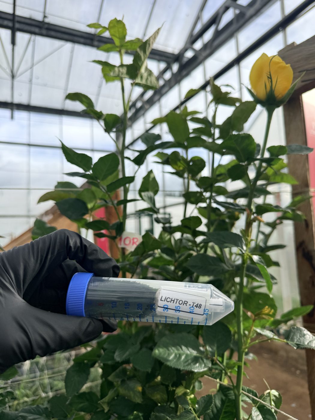 Muestreo en cultivo de rosa