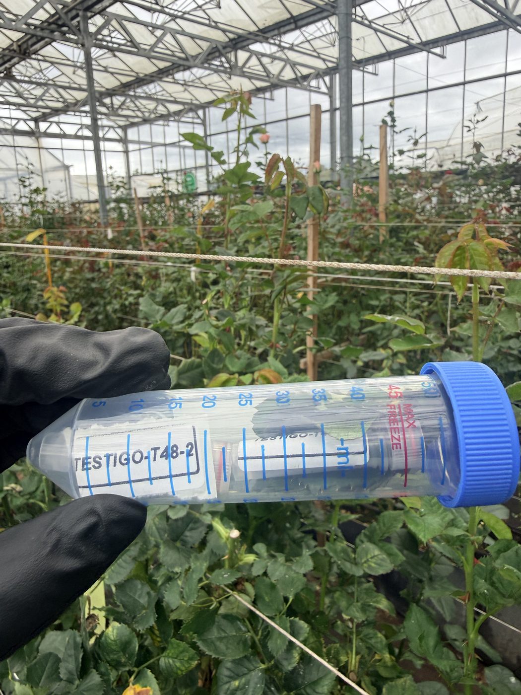 Trabajo de campo en invernadero de rosas